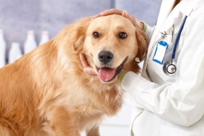 Veterinario