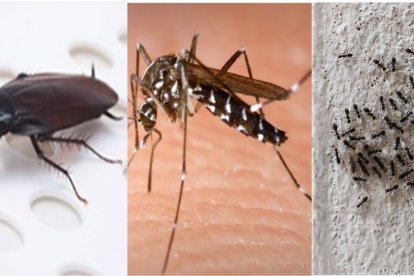 Plagas insectos en verano