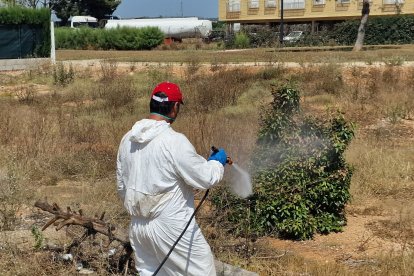 Personal del Ayuntamiento fumigan ante la plaga de chinches