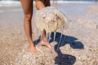 Picaduras de medusas