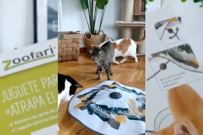 El juguete “Atrapa el cordón” de Zoofari, disponible en Lidl, ha conquistado a miles de gatos por su diseño eléctrico interactivo y su efecto hipnótico.