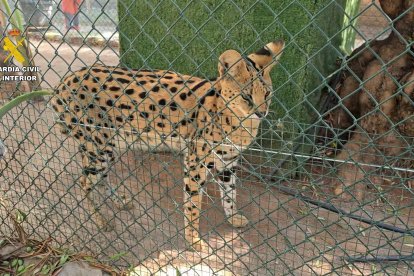 Ejemplar exótico del zoo clandestino