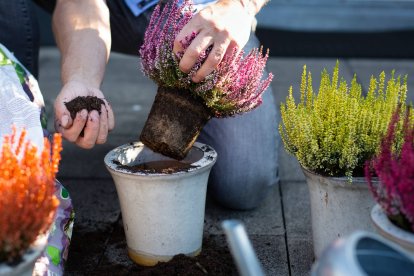 El brezo bicolor se adapta perfectamente a macetas, balcones o terrazas y puede trasplantarse con facilidad en casa.