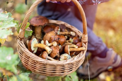 Recoger setas es una tradición otoñal muy popular en España, pero conviene conocer las normas que regulan esta actividad para proteger el bosque.