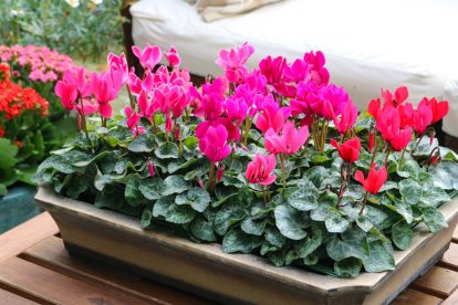Una bandeja de ciclámenes en flor transforma instantáneamente una terraza o balcón en un rincón lleno de vida y color.
