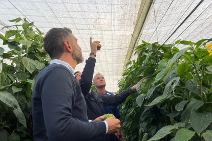 El consejero de Agricultura, Ramón Fernández-Pacheco, en un invernadero afectado por lluvias. Imagen de archivo.

REMITIDA / HANDOUT por JUNTA DE ANDALUCIA
Fotografía remitida a medios de comunicación exclusivamente para ilustrar la noticia a la que hace referencia la imagen, y citando la procedencia de la imagen en la firma
06/11/2025