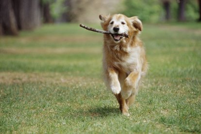 Golden RetrieverQC'd by: DT-AS