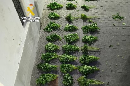 Plantas de marihuana incautadas

REMITIDA / HANDOUT por GUARDIA CIVIL
Fotografía remitida a medios de comunicación exclusivamente para ilustrar la noticia a la que hace referencia la imagen, y citando la procedencia de la imagen en la firma
05/12/2025