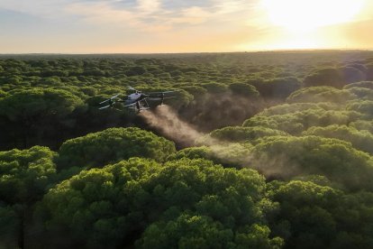 Tratamiento contra la procesionaria con drones en pinares de Andalucía.
