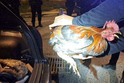 Uno de los gallos intervenidos durante la operación de la Policía Local de Elche.