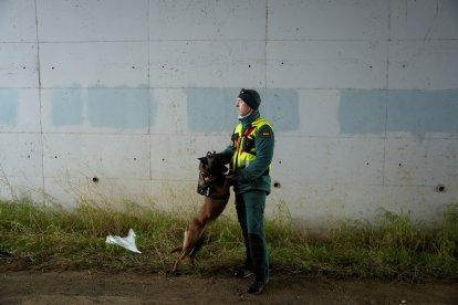 Imagen de uno de los cuatro perros con su cuidador perteneciente a la Unidad Cinológica Central de la Guardia Civil que están actuando en las labores de localización de cuerpos en la zona del accidente ferroviario en Adamuz (Córdoba). A 21 de enero de 2026, en Adamuz, Córdoba (Andalucía, España). La Unidad Cinológica Central de la Guardia Civil está actuando en la zona cero del accidente ferroviario de Adamuz (Córdoba), que se ha cobrado la vida de al menos 43 personas y donde se está trabajando en el troceado de la segunda parte del segundo vagón del tren Alvia, con cuatro perros adiestrados, de nombres Cleo, Arsa, Junco y Enzo, para la detección de restos cadavéricos y biológicos.

Joaquín Corchero / Europa Press
21/1/2026