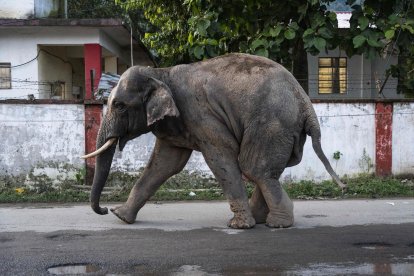 El elefante es un animal venerado en la India.