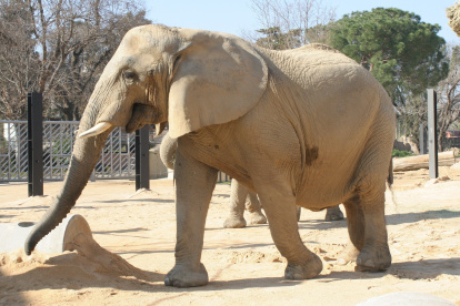 (Foto de ARCHIVO)
Imagen de la elefanta Susi, la más longeva de su especie en el Zoo de Barcelona.
