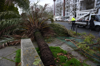 Una palmera caída en Sevilla durante el tren de borrascas.