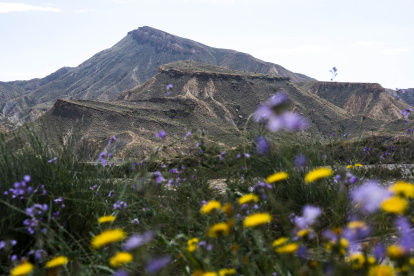 Inusual imagen del desierto de Tabernas en Almería lleno de flores.
