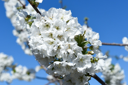Flor de cerezo en el Valle del Jerte en Cáceres, Extremadura
