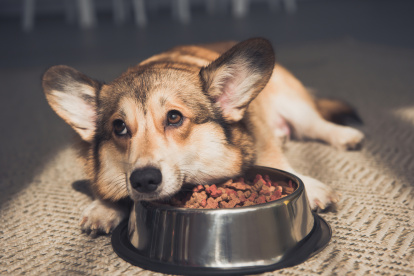 Foto de archivo. Un perro junto a su comida solo en casa.