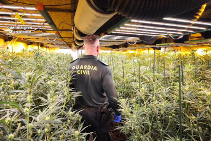 Agente de la Guardia Civil en una plantación de marihuana en una imagen de archivo. Europa Press.