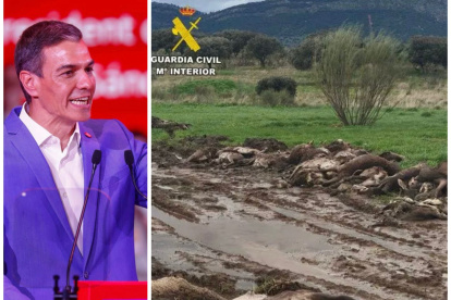 Pedro Sánchez y la cacería ilegal de ciervos en Ciudad Real
