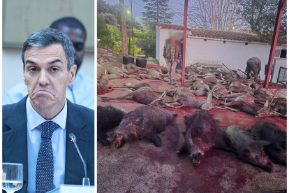 Pedro Sánchez y la matanza ilegal de ciervos en El Hoyo, Mestanza, Ciudad Real