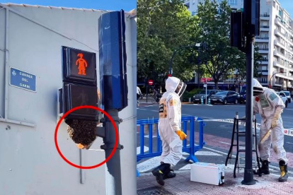 Un enjambre de abejas en un semáforo de Valencia obliga a intervenir a los Bomberos.