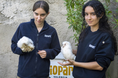 Técnicos de BIOPARC Valencia supervisan a varios polluelos de lechuza común.