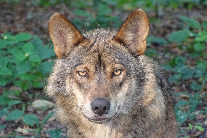 Lobo ibérico.

REMITIDA / HANDOUT por CSIC
Fotografía remitida a medios de comunicación exclusivamente para ilustrar la noticia a la que hace referencia la imagen, y citando la procedencia de la imagen en la firma
14/7/2017
