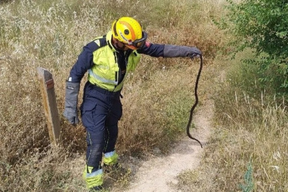 Uno de los bomberos devolviendo el reptil al campo.