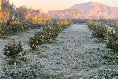 La Noche de la Agricultura Alicantina servirá para poner sobre la mesa los problemas del campo en Alicante.