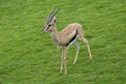 El nuevo macho de gacela de Thomson ya se ha integrado en la sabana multiespecie de BIOPARC Valencia.