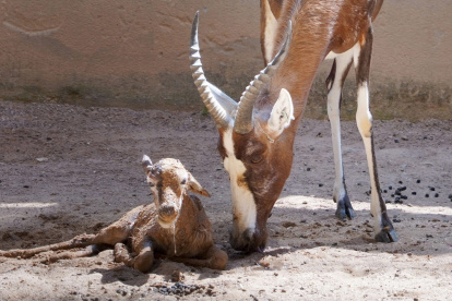 La cría de blesbok junto a su madre tras el nacimiento en Bioparc Valencia.