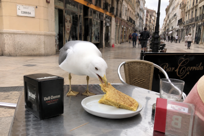 Una gaviota comiéndose un pincho de tortilla en una terraza