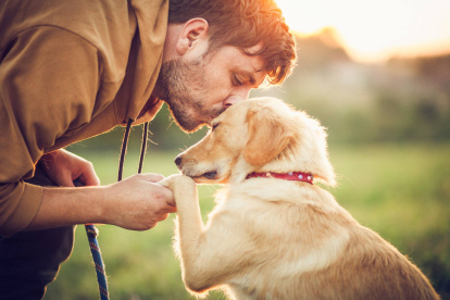 El Golden Retriever figura entre las razas de perro mejor valoradas por Will Atherton por su carácter sociable y facilidad para el aprendizaje.