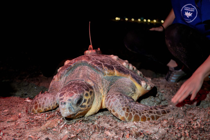 Imagen de la tortuga boba Diana.

REMITIDA / HANDOUT por FUNDACIÓN OCEANOGRÀFIC
Fotografía remitida a medios de comunicación exclusivamente para ilustrar la noticia a la que hace referencia la imagen, y citando la procedencia de la imagen en la firma
22/6/2026