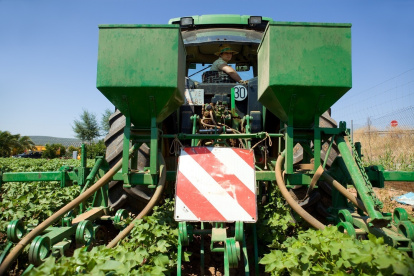 Una agricultora andaluza.

REMITIDA / HANDOUT por JUNTA DE ANDALUCÍA
Fotografía remitida a medios de comunicación exclusivamente para ilustrar la noticia a la que hace referencia la imagen, y citando la procedencia de la imagen en la firma
01/7/2026