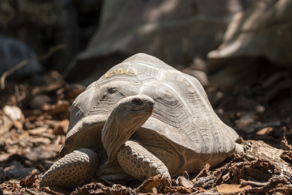 Una de las tortugas gigantes de Aldabra que ya puede contemplarse en el nuevo recinto inaugurado por Bioparc Valencia.