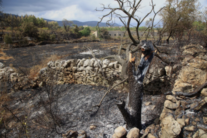 (Foto de ARCHIVO) Terrenos quemados junto a Catí por el incendio de Tírig