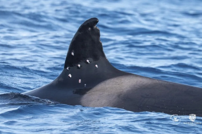 La aleta dorsal de Toñi, acribillada a perdigonazos