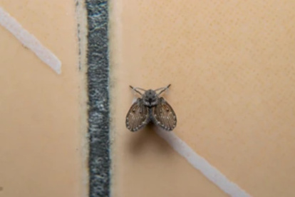 Mosca de desagüe, (Psychodidae)