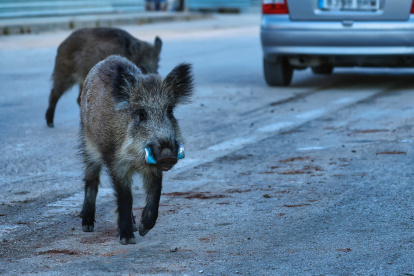 Jabalíes recorren las calles en busca de comida.