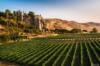 Un viñedo en Bodegas Licinia