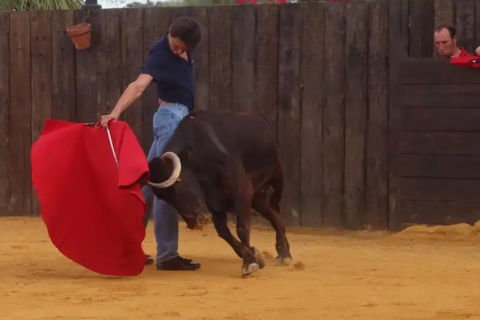 Tentadero en la finca del torero Roca Rey.