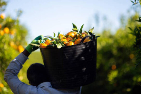 Cosecha de naranjas