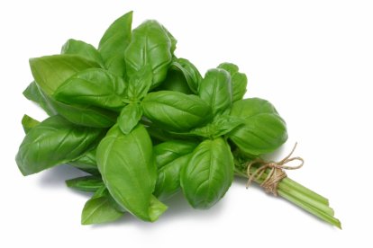 Albahaca