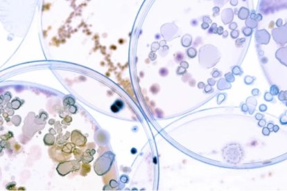 Bacterias