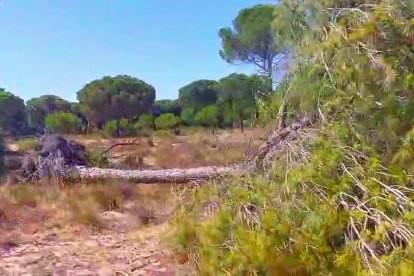 Pino de Doñana desplomado