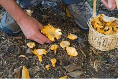 Recolectar níscalos 