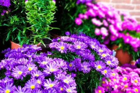 Plantas con flores para otoño-invierno