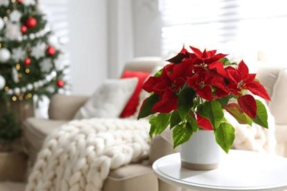 Poinsettia o Flor de Pascua: