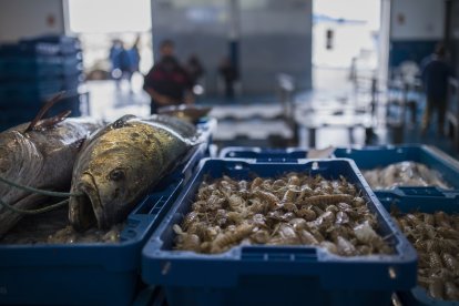 Mercancía en la lonja pesquera de la Cofradía de Pescadores de Sanlúcar de Barrameda.